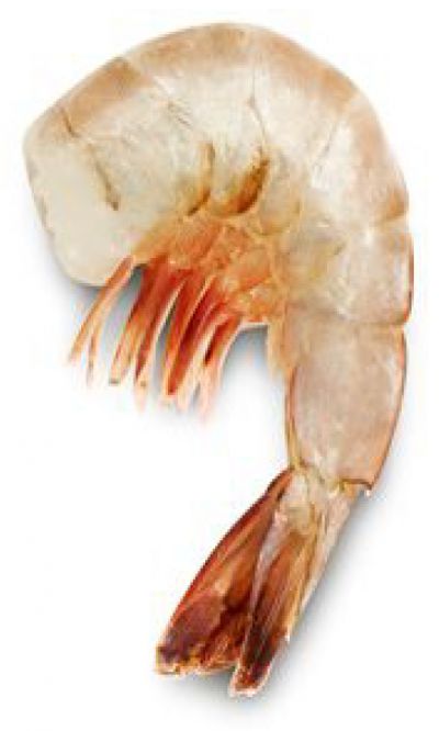 large size shrimp